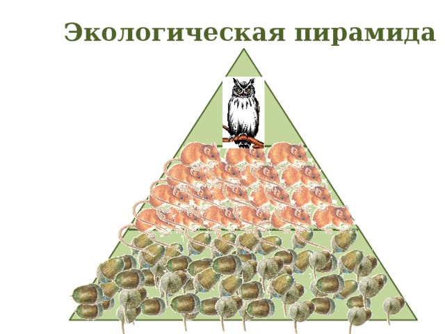 Установите последовательность расположения экологических пирамид представленных на рисунке