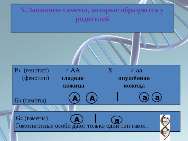 Особей образующих гаметы одного сорта. Какие гаметы образуют генотип АА. Гаметы для генотипа AA. Фенотип АА. Какие типы гамет образуется у АА.