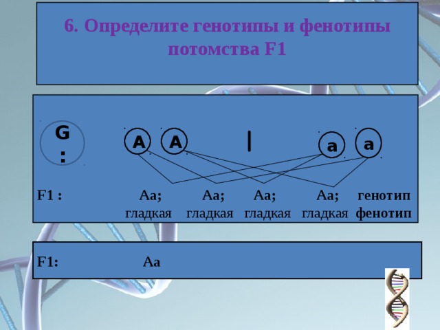 Где находится генотип. Определить генотип. Генотипы и фенотипы потомства. Что такое генотип АА АА АА.