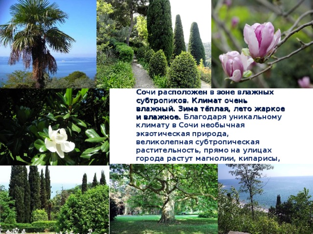 Растения характерные для субтропических лесов. Влажные субтропики побережье черного моря. Субтропики Туапсе. Климат субтропиков Черноморского побережья. Сочи субтропический субтропический лес.
