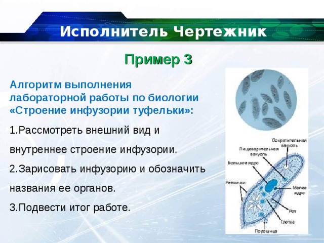   Исполнитель Чертежник Пример 3    Алгоритм выполнения лабораторной работы по биологии «Строение инфузории туфельки»: Рассмотреть внешний вид и внутреннее строение инфузории. Зарисовать инфузорию и обозначить названия ее органов. Подвести итог работе. 
