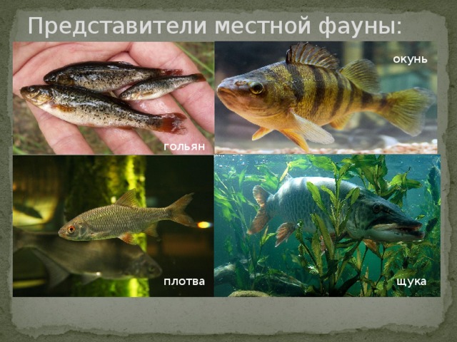 Представители местной фауны: окунь гольян плотва щука 