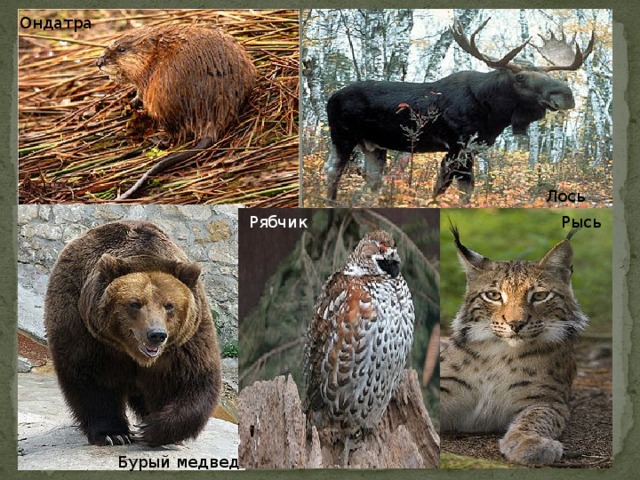 Ондатра Лось Рысь Рябчик Бурый медведь 