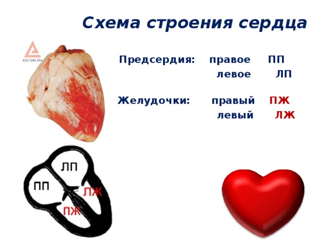  Схема строения сердца Предсердия: правое ПП  левое ЛП   Желудочки: правый ПЖ  левый ЛЖ 