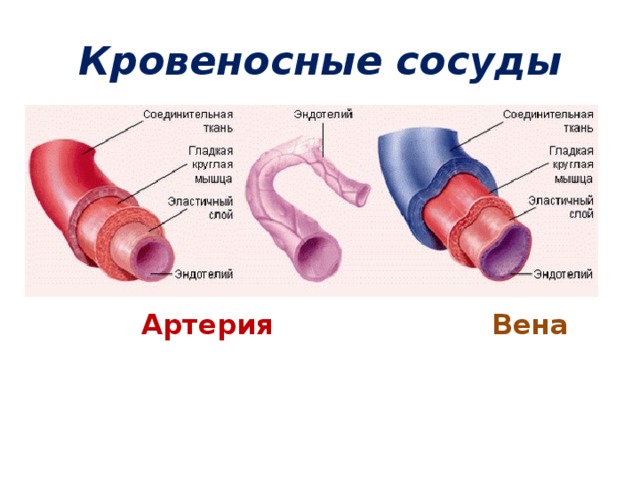 Кровеносные сосуды  Артерия Вена 