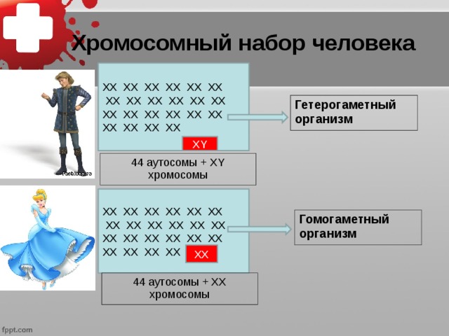 Организмы мужского пола гомогаметны у. Гетерогаметный организм это. Хромосомный набор человека. Гомогаметный и гетерогаметный организм. Хромосомный набор мужчины и женщины.