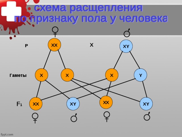 На диаграмме представлены два типа гамет человека х и у назовите гаметы