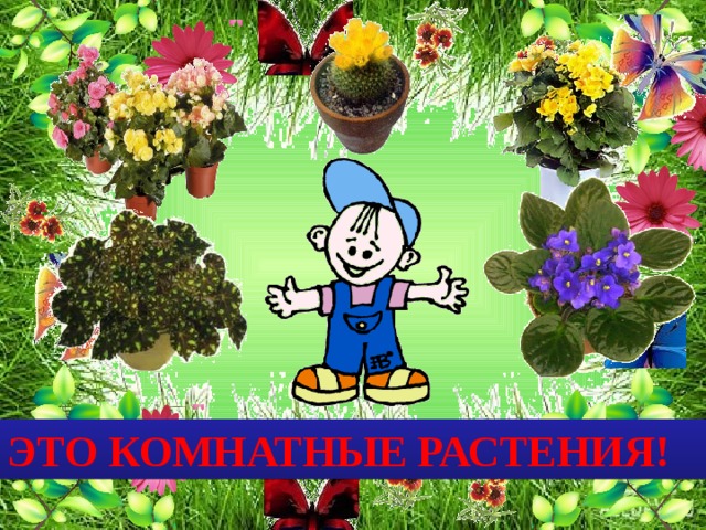ЭТО КОМНАТНЫЕ РАСТЕНИЯ! 