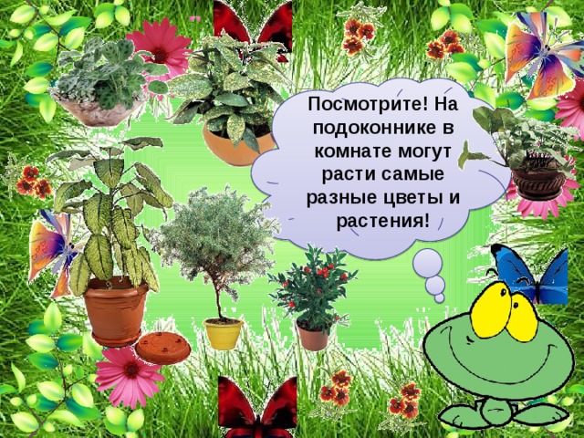 Посмотрите! На подоконнике в комнате могут расти самые разные цветы и растения! 
