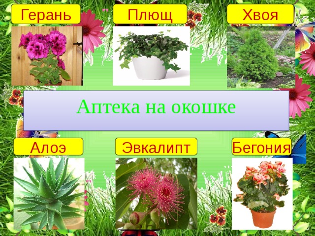 Плющ Герань Хвоя Аптека на окошке Алоэ Эвкалипт Бегония 