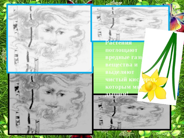 Растения поглощают вредные газы и вещества и выделяют чистый кислород, которым мы дышим! 