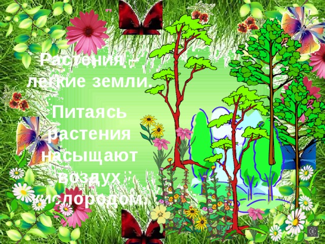 Растения – легкие земли. Питаясь растения насыщают воздух кислородом. 