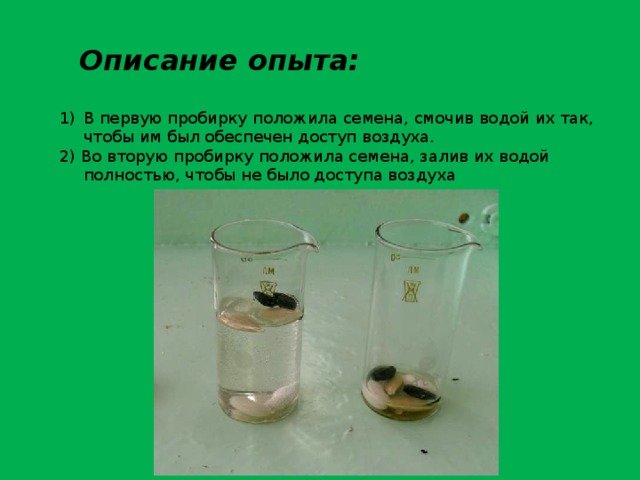 Экспериментатор измельчил семена гороха добавил воды. Семена в воде. Описание опыта. Прорастание семян в пробирке с водой. Опыт нагревание семян в пробирке.