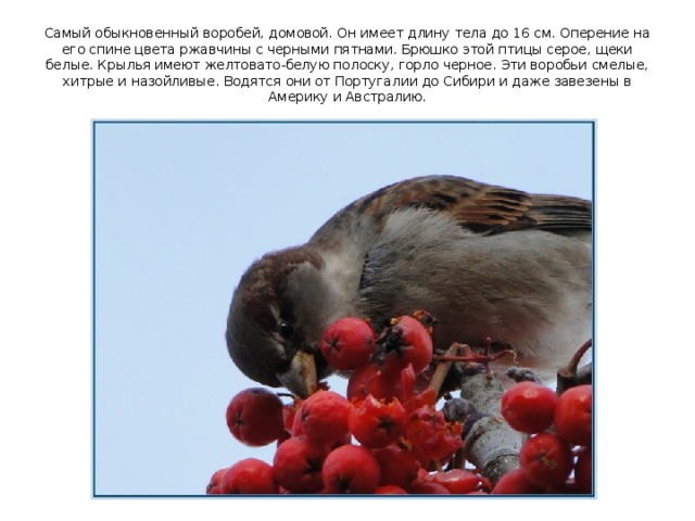 Самый обыкновенный воробей, домовой. Он имеет длину тела до 16 см. Оперение на его спине цвета ржавчины с черными пятнами. Брюшко этой птицы серое, щеки белые. Крылья имеют желтовато-белую полоску, горло черное. Эти воробьи смелые, хитрые и назойливые. Водятся они от Португалии до Сибири и даже завезены в Америку и Австралию. 