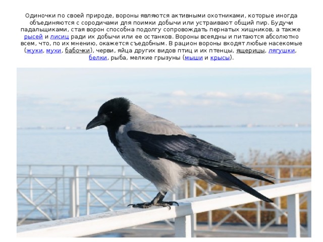 Одиночки по своей природе, вороны являются активными охотниками, которые иногда объединяются с сородичами для поимки добычи или устраивают общий пир. Будучи падальщиками, стая ворон способна подолгу сопровождать пернатых хищников, а также  рысей  и  лисиц  ради их добычи или ее останков. Вороны всеядны и питаются абсолютно всем, что, по их мнению, окажется съедобным. В рацион вороны входят любые насекомые ( жуки ,  мухи ,  бабочки ), черви, яйца других видов птиц и их птенцы,  ящерицы ,  лягушки ,  белки , рыба, мелкие грызуны ( мыши  и  крысы ). 