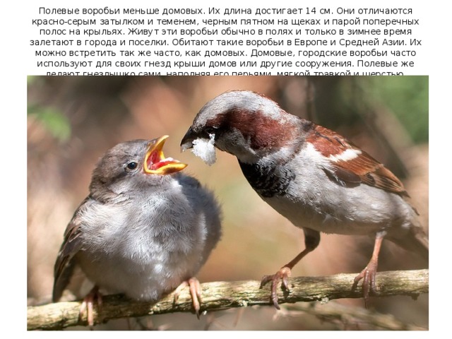 Полевые воробьи меньше домовых. Их длина достигает 14 см. Они отличаются красно-серым затылком и теменем, черным пятном на щеках и парой поперечных полос на крыльях. Живут эти воробьи обычно в полях и только в зимнее время залетают в города и поселки. Обитают такие воробьи в Европе и Средней Азии. Их можно встретить так же часто, как домовых. Домовые, городские воробьи часто используют для своих гнезд крыши домов или другие сооружения. Полевые же делают гнездышко сами, наполняя его перьями, мягкой травкой и шерстью. 
