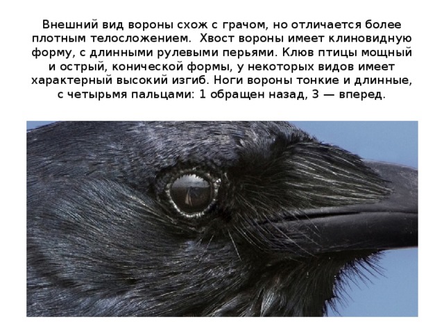 Ворон и ворона клюв. Глаза ворона. Клюв птицы близко. Клюв молодой и старой птицы. Черная птица с горбатым снизу клювом.
