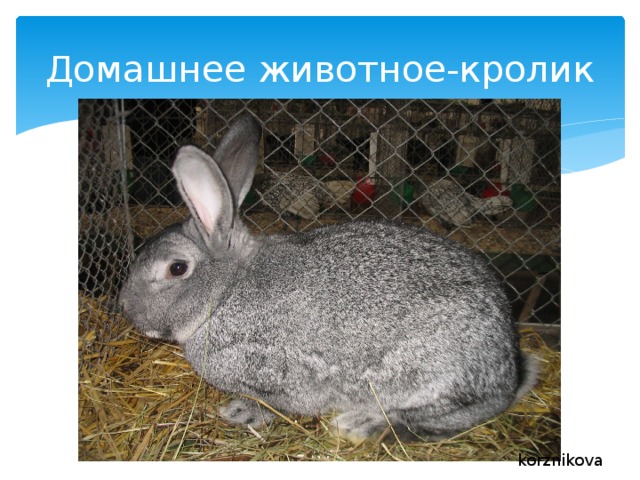 Домашнее животное-кролик korznikova 
