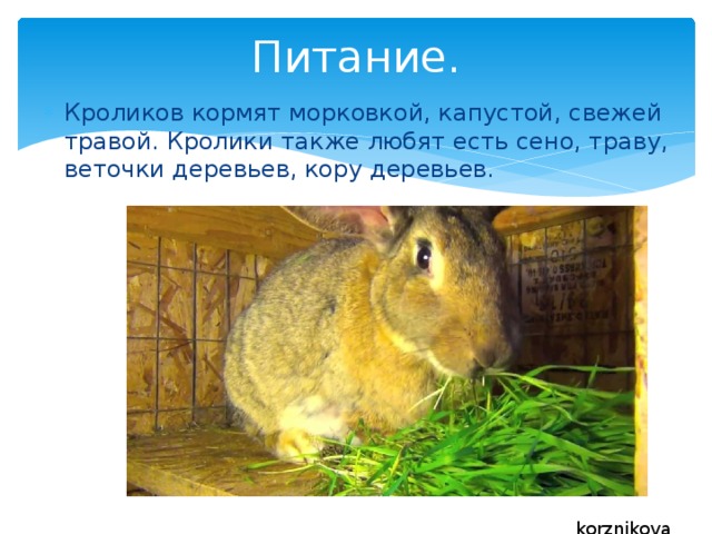 Питание. Кроликов кормят морковкой, капустой, свежей травой. Кролики также любят есть сено, траву, веточки деревьев, кору деревьев. korznikova 