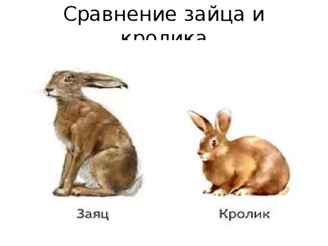Сравнение зайца и кролика 