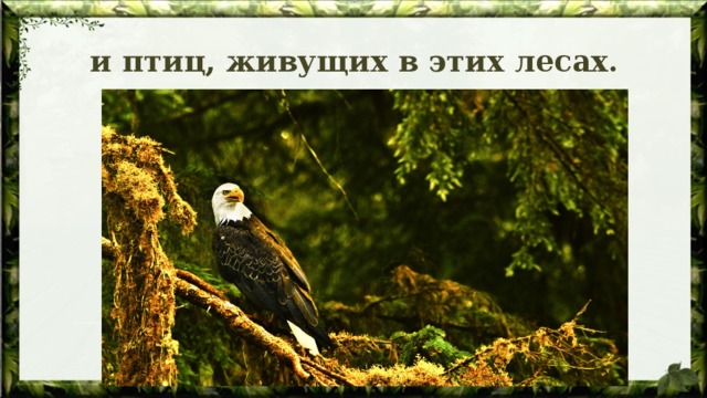 и птиц, живущих в этих лесах. 