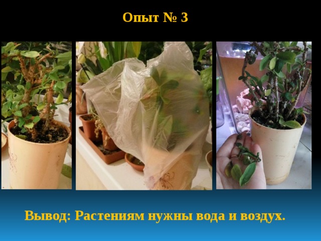 Опыт № 3 Вывод: Растениям нужны вода и воздух. 