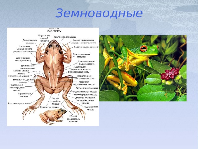 Земноводные оплодотворение и развитие