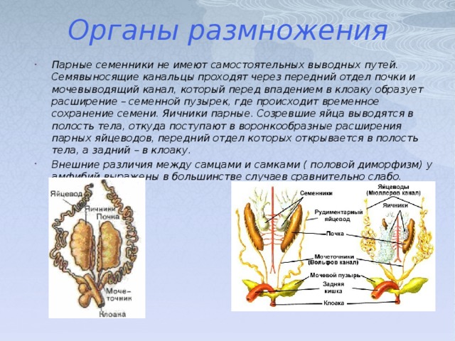 Органы размножения. Система органов размножения человека. Семенник это орган. Органы размножения простейших.