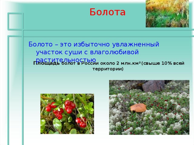 Болота Болото – это избыточно увлажненный участок суши с влаголюбивой растительностью Площадь болот в России около 2 млн.км 2 (свыше 10% всей территории)