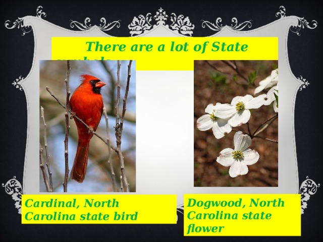  There are a lot of State symbols. Dogwood, North Carolina state flower Cardinal, North Carolina state bird 