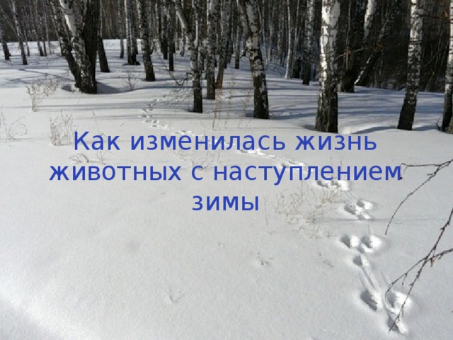 Как изменилась жизнь животных с наступлением зимы? Как изменилась жизнь животных с наступлением зимы 