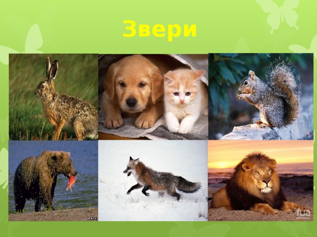 Звери 