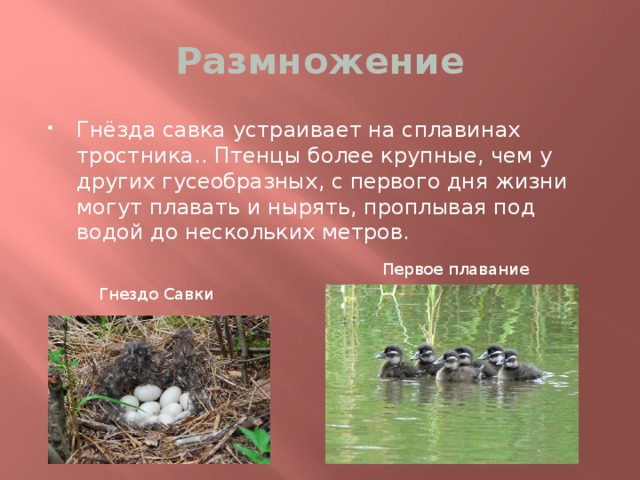 Размножение Гнёзда савка устраивает на сплавинах тростника.. Птенцы более крупные, чем у других гусеобразных, с первого дня жизни могут плавать и нырять, проплывая под водой до нескольких метров. . Гнёзда савка устраивает на тростниковых сплавинах по кромке зарослей основного плёса Первое плавание Гнездо Савки 