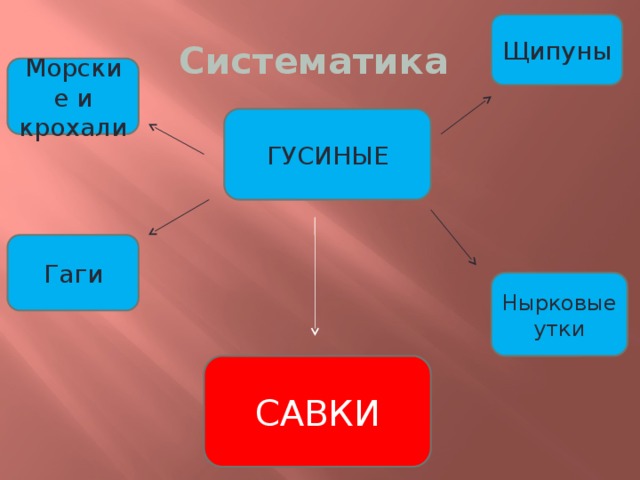 Щипуны Систематика Морские и крохали ГУСИНЫЕ Гаги Нырковые утки САВКИ 