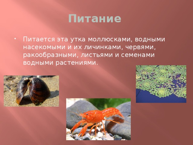 Питание Питается эта утка моллюсками, водными насекомыми и их личинками, червями, ракообразными, листьями и семенами водными растениями. 