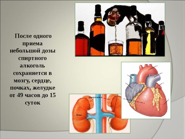  После одного приема небольшой дозы спиртного алкоголь сохраняется в мозгу, сердце, почках, желудке от 49 часов до 15 суток 