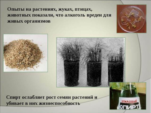 Опыты на растениях, жуках, птицах, животных показали, что алкоголь вреден для живых организмов Спирт ослабляет рост семян растений и убивает в них жизнеспособность 