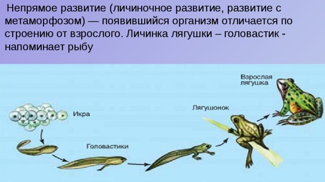  Непрямое развитие (личиночное развитие, развитие с метаморфозом) — появившийся организм отличается по строению от взрослого. Личинка лягушки – головастик - напоминает рыбу 