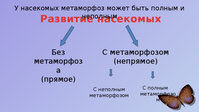 С неполным метаморфозом У насекомых метаморфоз может быть полным и неполным Развитие насекомых С метаморфозом (непрямое) Без метаморфоза (прямое) С полным метаморфозом 