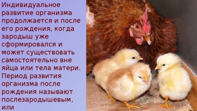 Индивидуальное развитие организма продолжается и после его рождения, когда зародыш уже сформировался и может существовать самостоятельно вне яйца или тела матери. Период развития организма после рождения называют послезародышевым, или постэмбриональным (от лат. пост — после и эмбрион). 