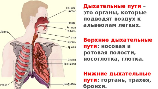 Дыхательные пути – это органы, которые подводят воздух к альвеолам легких.  Верхние дыхательные пути : носовая и ротовая полости, носоглотка, глотка.  Нижние дыхательные пути : гортань, трахея, бронхи. 