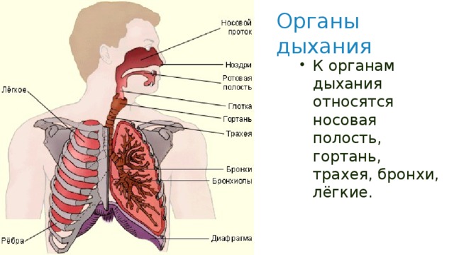 Органы дыхания К органам дыхания относятся носовая полость, гортань, трахея, бронхи, лёгкие. 
