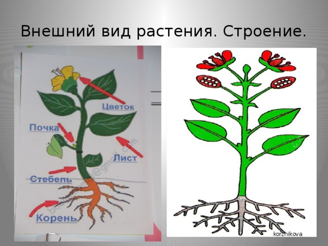 Внешнее строение комнатного растения