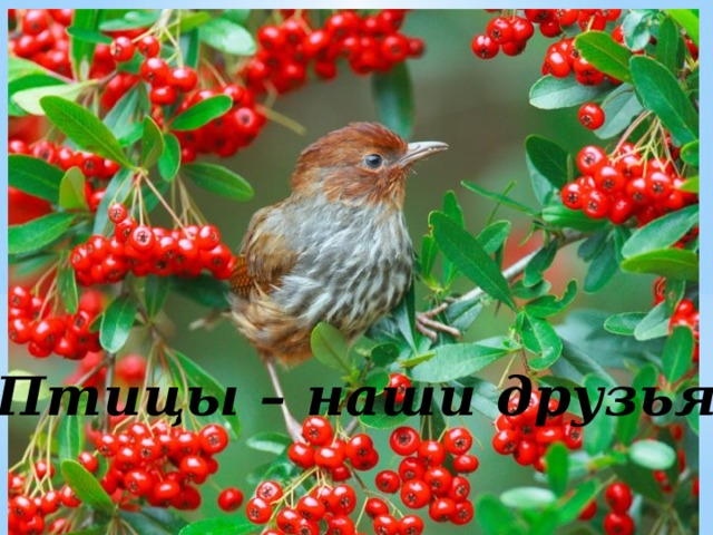 Птицы – наши друзья! 