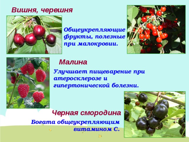 Вишня, черешня Общеукрепляющие фрукты, полезные при малокровии. Малина Улучшает пищеварение при атеросклерозе и гипертонической болезни. Черная смородина Богата общеукрепляющим витамином С. 