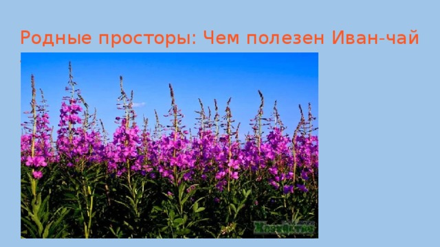 Родные просторы: Чем полезен Иван-чай – природа на страже здоровья Наш регион:Польза для здоровья видна из окна 