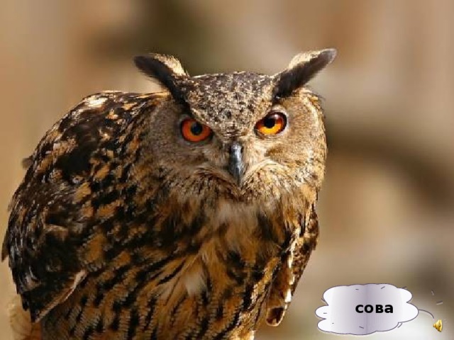 сова 