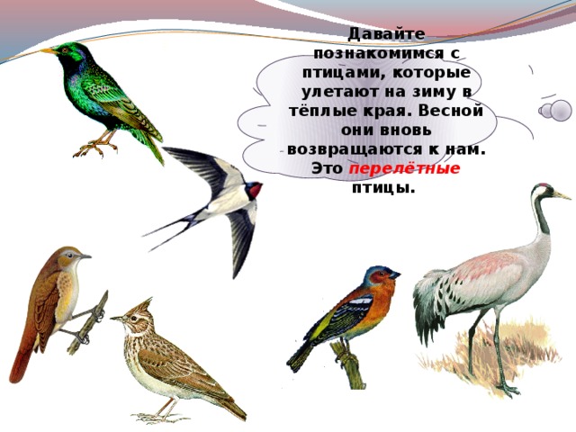 Давайте познакомимся с птицами, которые улетают на зиму в тёплые края. Весной они вновь возвращаются к нам. Это перелётные птицы. 