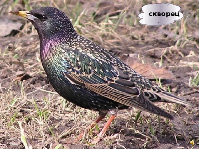 скворец 