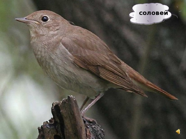 соловей 